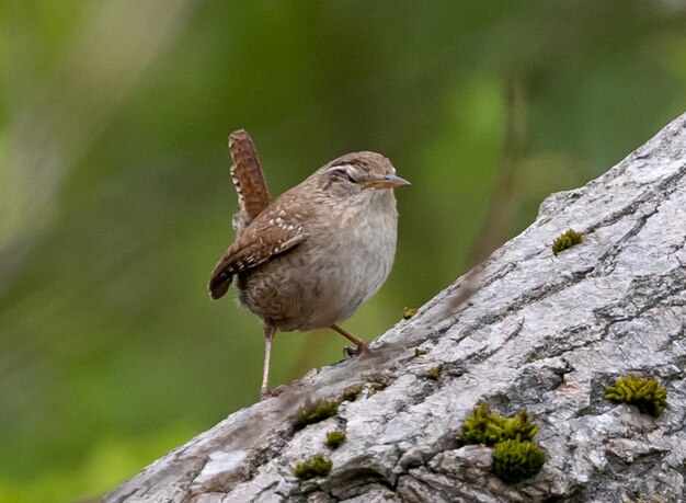 Wren perched on tree trunk