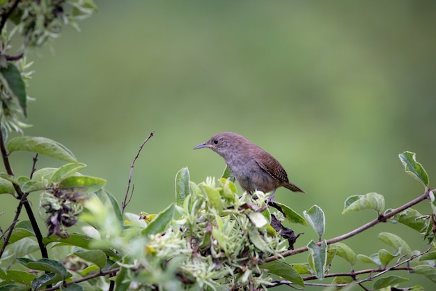 Wren sitting on the tree in the countryside