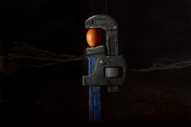 Wrench displaying delicacy in supporting an egg