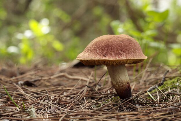 A Xerocomellus species fungus