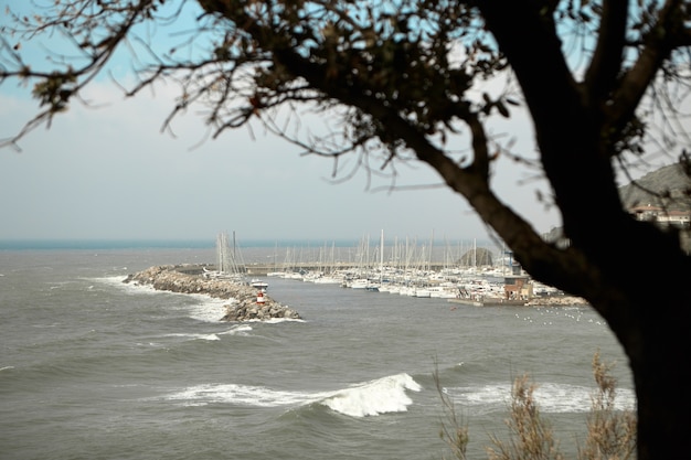 Foto gratuita yacht club e vista sul porto turistico con albero singolo in primo piano.