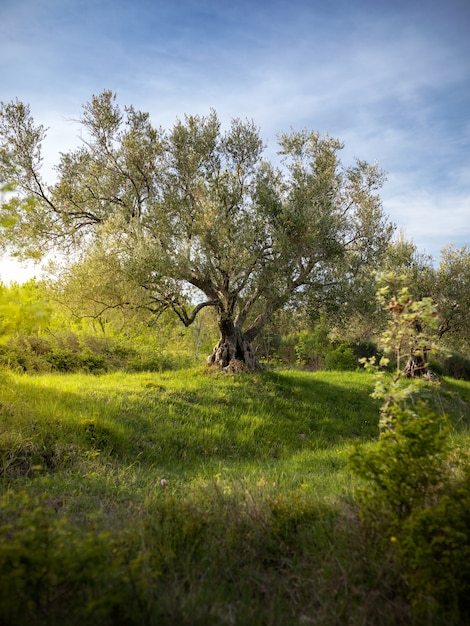 Istria, 크로아티아의 거대한 나무가있는 마당