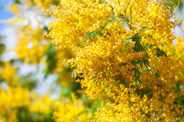 yellow Acacia dealbata