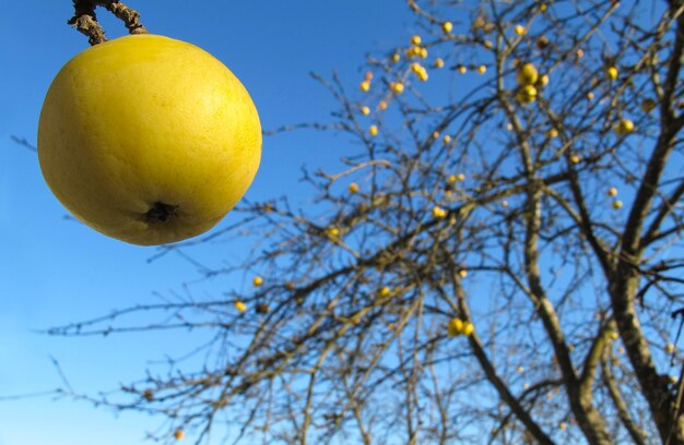 Yellow apple on blue sky background on a sunny frosty day in winter