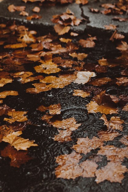 縁石によって浸水した通りの水に黄色の紅葉