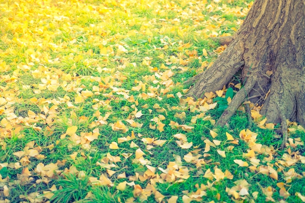 黄色の秋には、新鮮な春緑の芝生の上葉