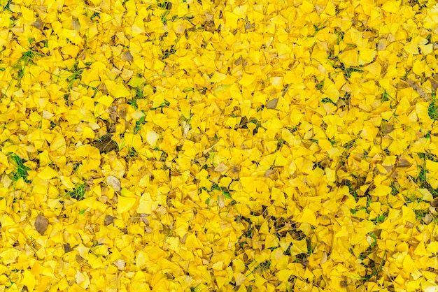 Yellow autumn  leaves on fresh spring green grass