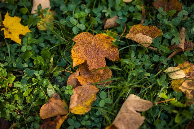 緑の芝生に黄色の秋のカエデを葉します。秋のシーズン。