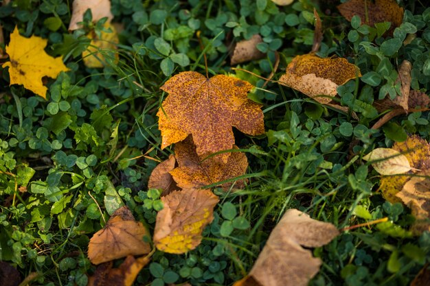 Желтые осенние кленовые листья на зеленой траве. Осенний сезон.