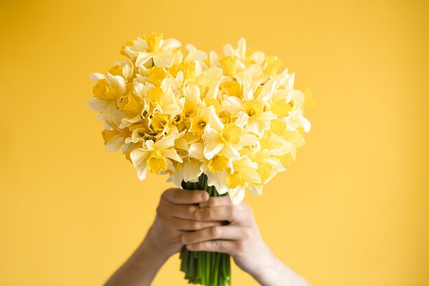 黄色の背景と黄色い水仙の花束を持つ男性の手。挨拶と女性の日のコンセプトです。