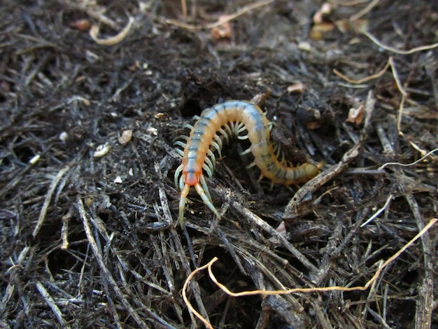 Free photo yellow banded centipede crawling on the ground
