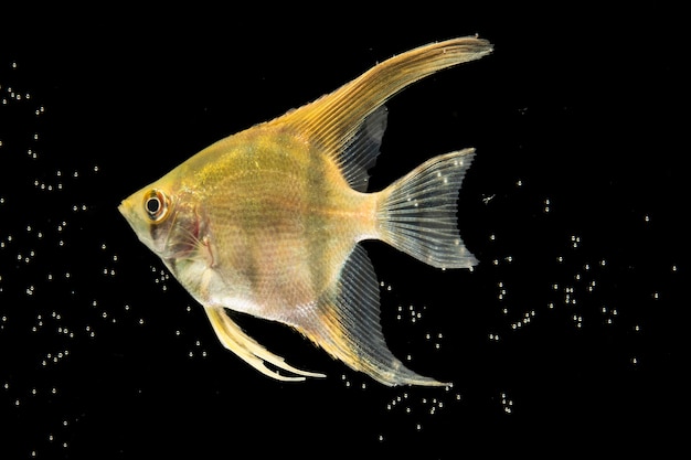 黄色の美しいベタ魚分離黒背景と泡