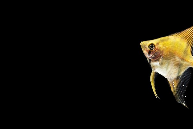 Yellow beautiful betta fish isolated black background