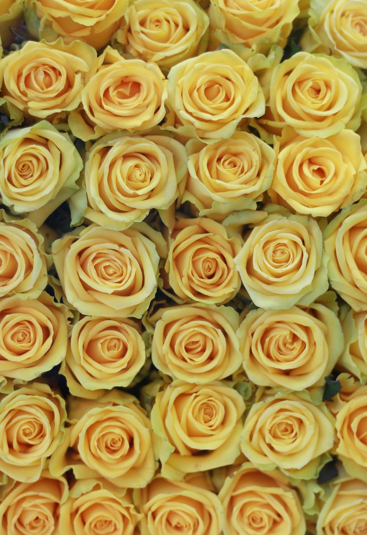 Free Photo yellow beautiful roses