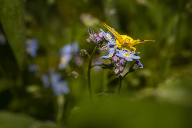 Yellow beetle sitting on colorful flowers