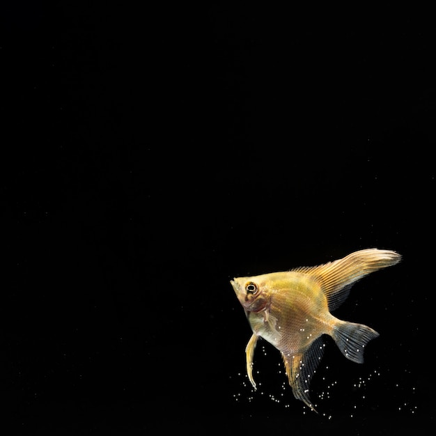 Yellow betta fish with copy space