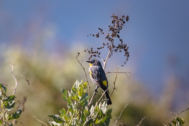 昼間の木の枝に黄色と黒の鳥