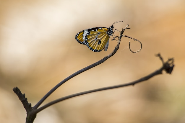 Желто-черная бабочка на коричневом стебле