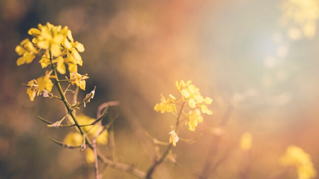 黄色の咲く開花植物