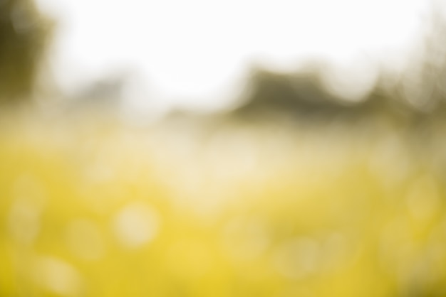 Yellow blurred background 
