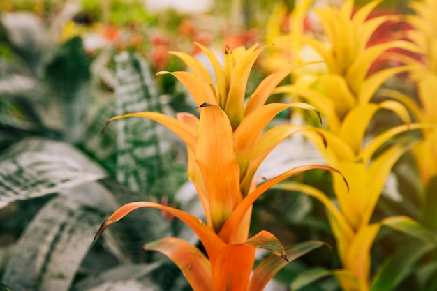 Yellow bromeliad plant in the garden