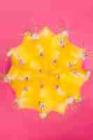Free photo yellow cactus on pink