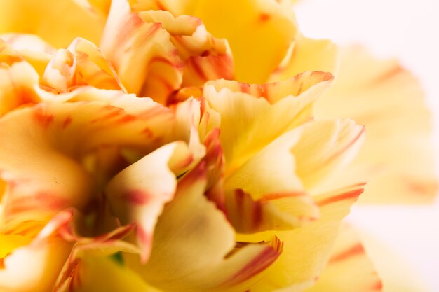 Желтый цветок гвоздики