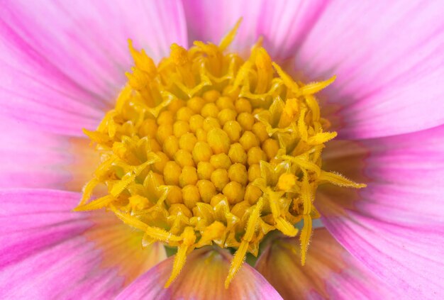 피보나치 패턴을 보여주는 분홍색 아름다운 달리아 꽃의 노란색 센터.