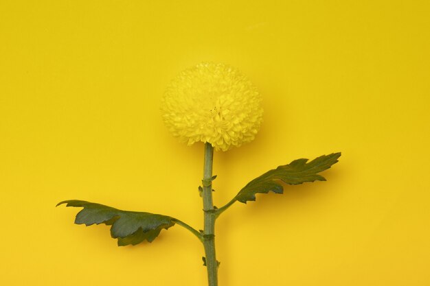 黄色の壁に分離された黄色の菊の花