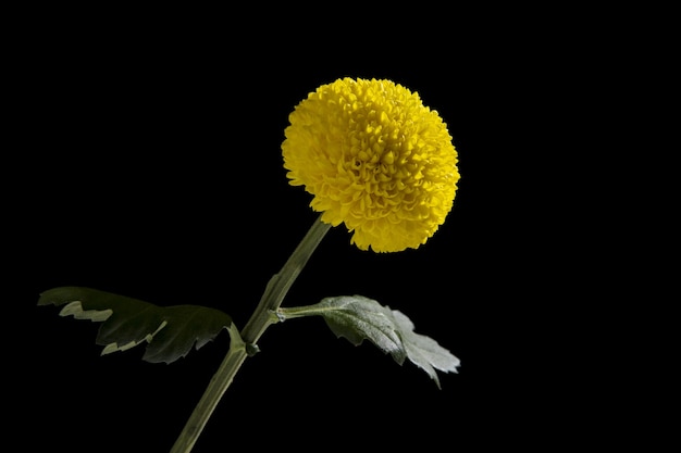 Yellow chrysanthemum flower isolated 