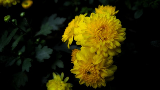 Yellow chrysanthemum flower surrounded by green leaves