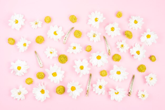 Желтые хризантемы и белые цветы на розовом фоне