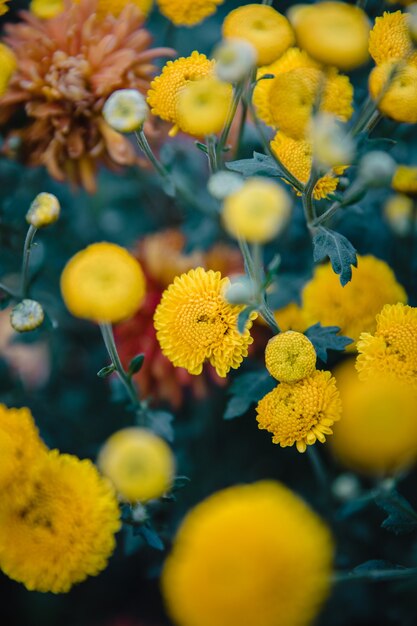 黄色いクラスターの花