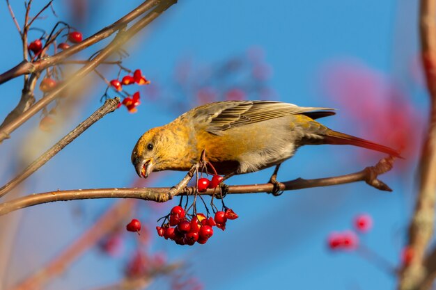 Yellow common crossbill bird eating red rowan berries perched on a tree  with a blurred background