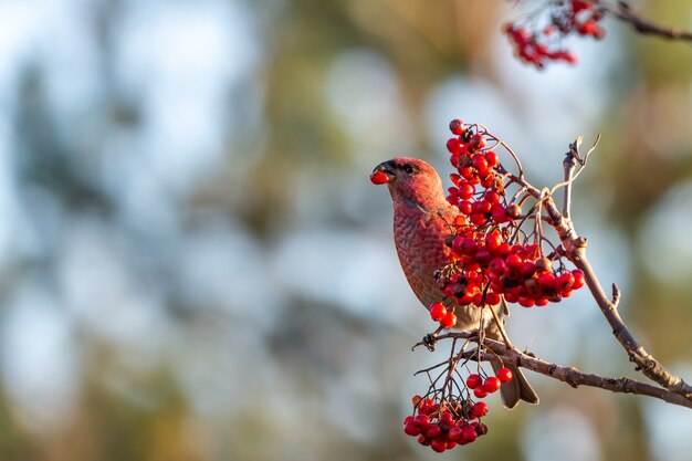Yellow common crossbill bird eating red rowan berries perched on a tree