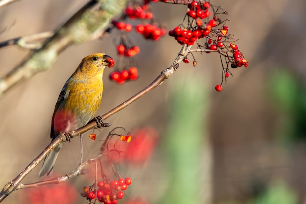 빨간 마가목 열매를 먹는 노란색 일반적인 crossbill 새는 나무에 자리 잡고