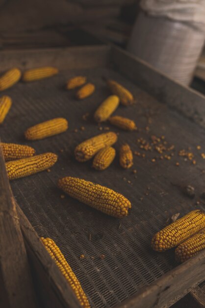 Yellow corn in metal box