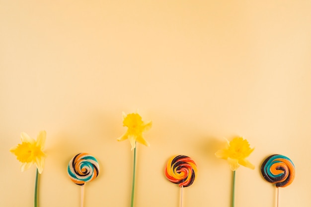 Free photo yellow daffodil and colorful swirl lollipop on beige backdrop