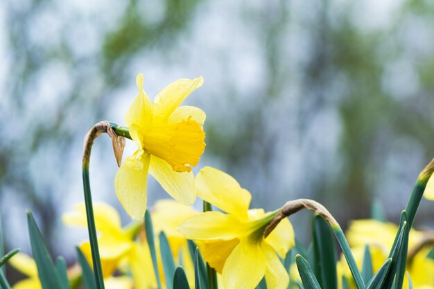 庭に咲く黄色い水仙（Narcissus）。