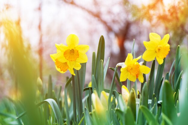 정원에서 피는 노란 수 선화 (Narcissus).