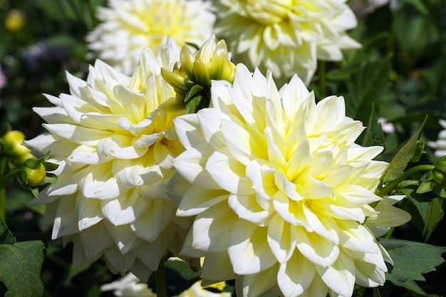 yellow dahlias in the garden