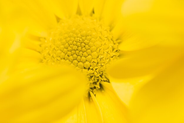 Yellow daisy with blurred petals