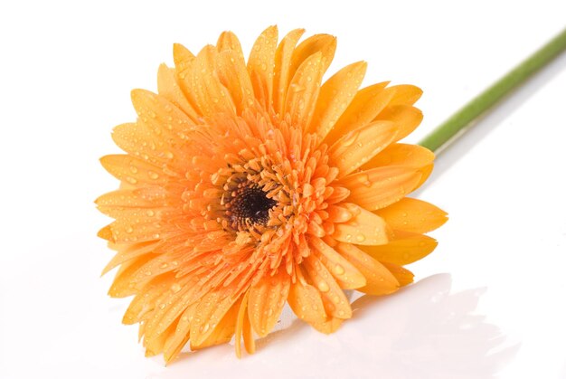 Yellow daisygerbera with water drops isolated on white