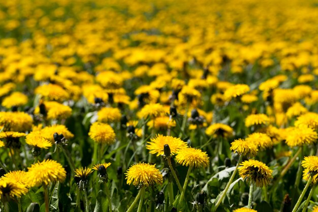 Желтые цветы одуванчика летом Premium Фотографии