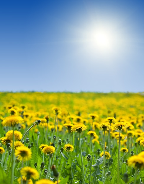 Free photo yellow dandelions under bly sky