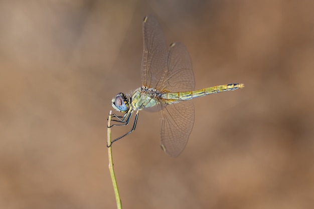 Yellow Dragonfly on a blurry background