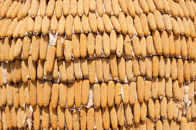 yellow dried corn