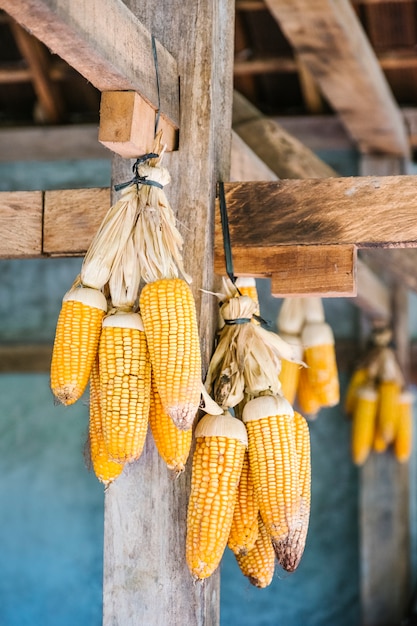 Free photo yellow dry corn hanging