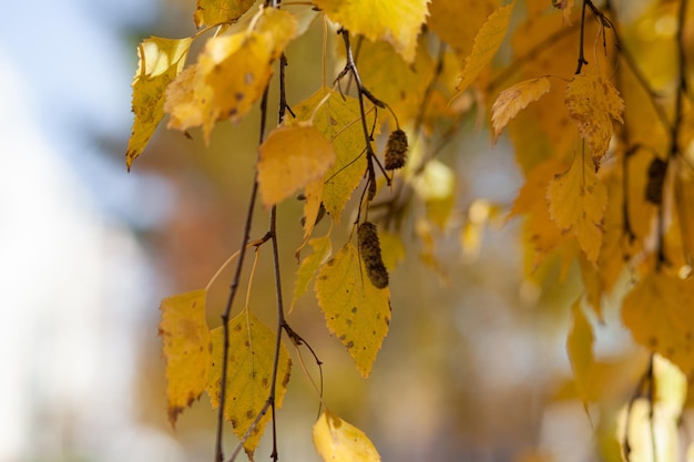 Yellow or dry leaves on tree branches in autumn. leaves of birch, linden and other trees on the branches. there is an empty space for the text