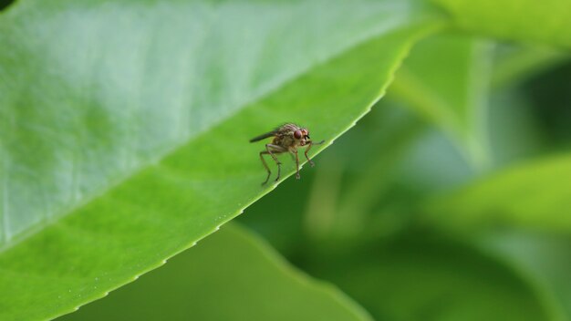Yellow dung fly or golden dung fly